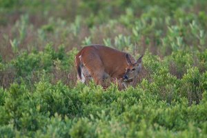 SNP_fawn60001.jpg
