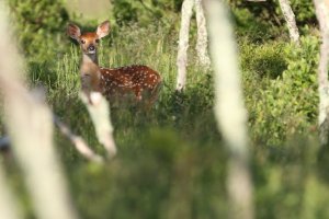 SNP_fawn70001.jpg