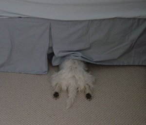 portia under bed.jpg