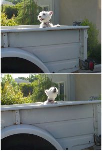 portia in truck.jpg
