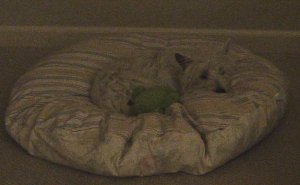 portia snuggled.jpg