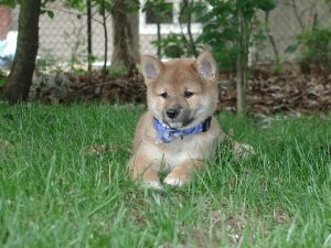 Tillson laying on lawn1.jpg