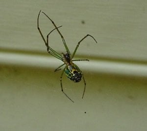 spider1.jpg