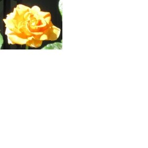 orangerose123.jpg