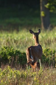 SNP_fawn40001.jpg