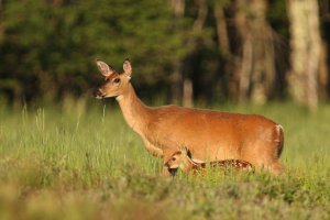 SNP_fawn50001.jpg