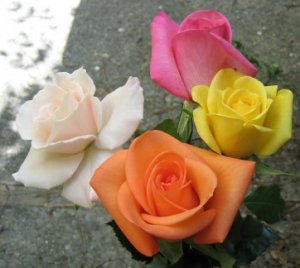 myroses.jpg