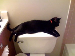 crickettoilet.jpg