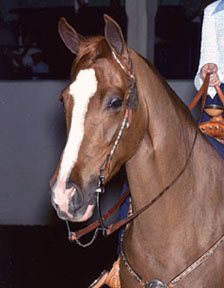 twh5.jpg