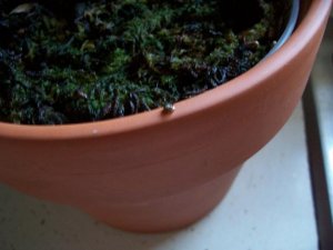 GeorgeOnFlowerPot.jpg GeorgeOnFlowerPot.jpg