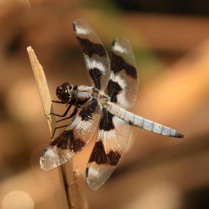 dragonfly2.JPG