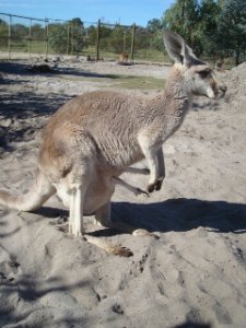 kangarooandjoey.jpg