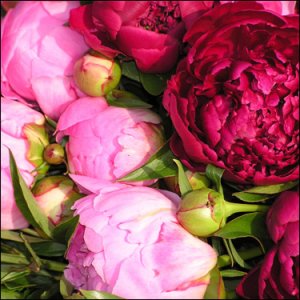fushia peonies.jpg