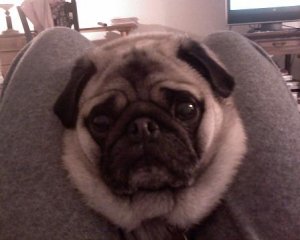 smallmiapug.JPG