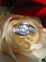 ringinrose1.jpg ringinrose1.jpg