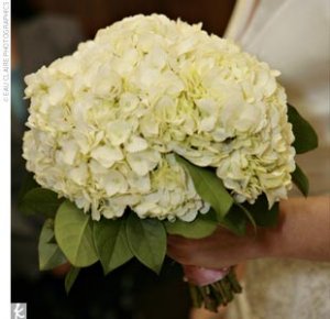 allhydrangea.jpg