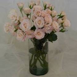 Light_Pink_Spray_Roses_Flower_250.jpg