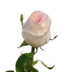 Dolce_Vita_Bicolor_White_Light_Pink_Rose_250.jpg