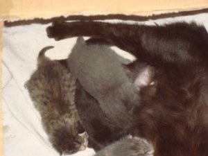 beeskitteninlitter6.jpg