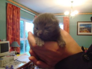 manolokitty.jpg