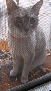 Missy2GYPSY.JPG