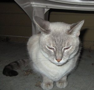 MissyGYPSY.JPG