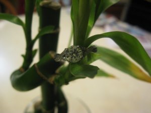 IMG_1329bestbamboo1.JPG