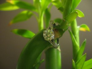 IMG_1315bamboo2.JPG