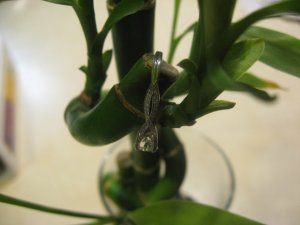 IMG_1325side.JPG