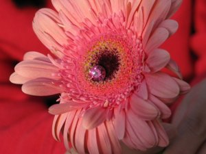 IMG_0970s.jpg