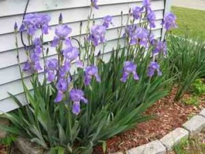 mystery flowers.jpg