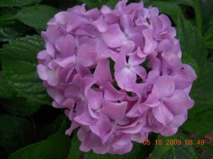 xPicture 793.jpg