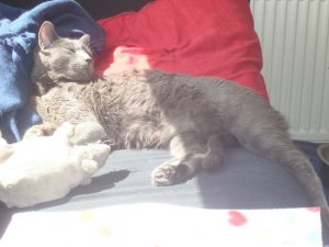 sunbathingmo.JPG