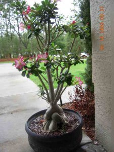 xPicture 794.jpg