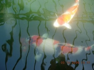 DSCN0818.JPG