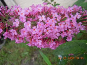 xPicture 943.jpg