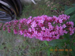 Picture 942.jpg