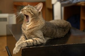 Graham yawning.jpg