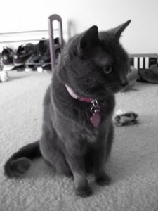 Lola Is A Cutie Pue.jpg