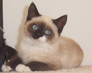 siamese11a.jpg