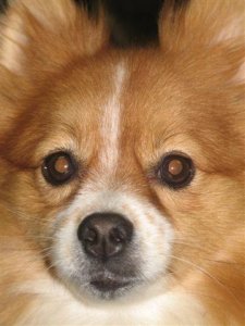 mrpip.jpg