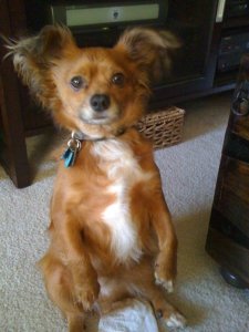 Begging Stitch.jpg
