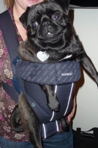 babybjornpug.jpg