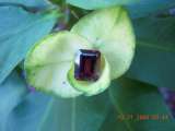 th_DSCN0917.jpg