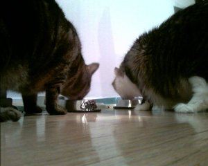 catswetfood.jpg