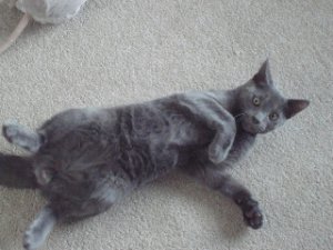 manoloscutebelly.jpg