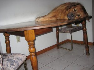 bdontable.JPG