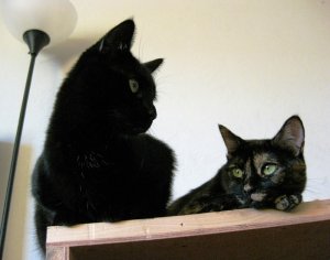 PSCAT99099-2.jpg
