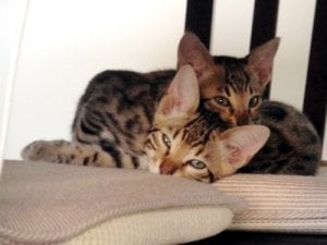 BEGKittens87.jpg