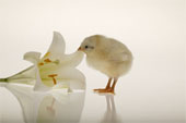 EasterLily.jpg
